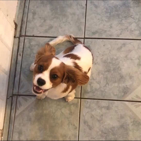 Meet your Posher, Aj - Picture 2 of 9